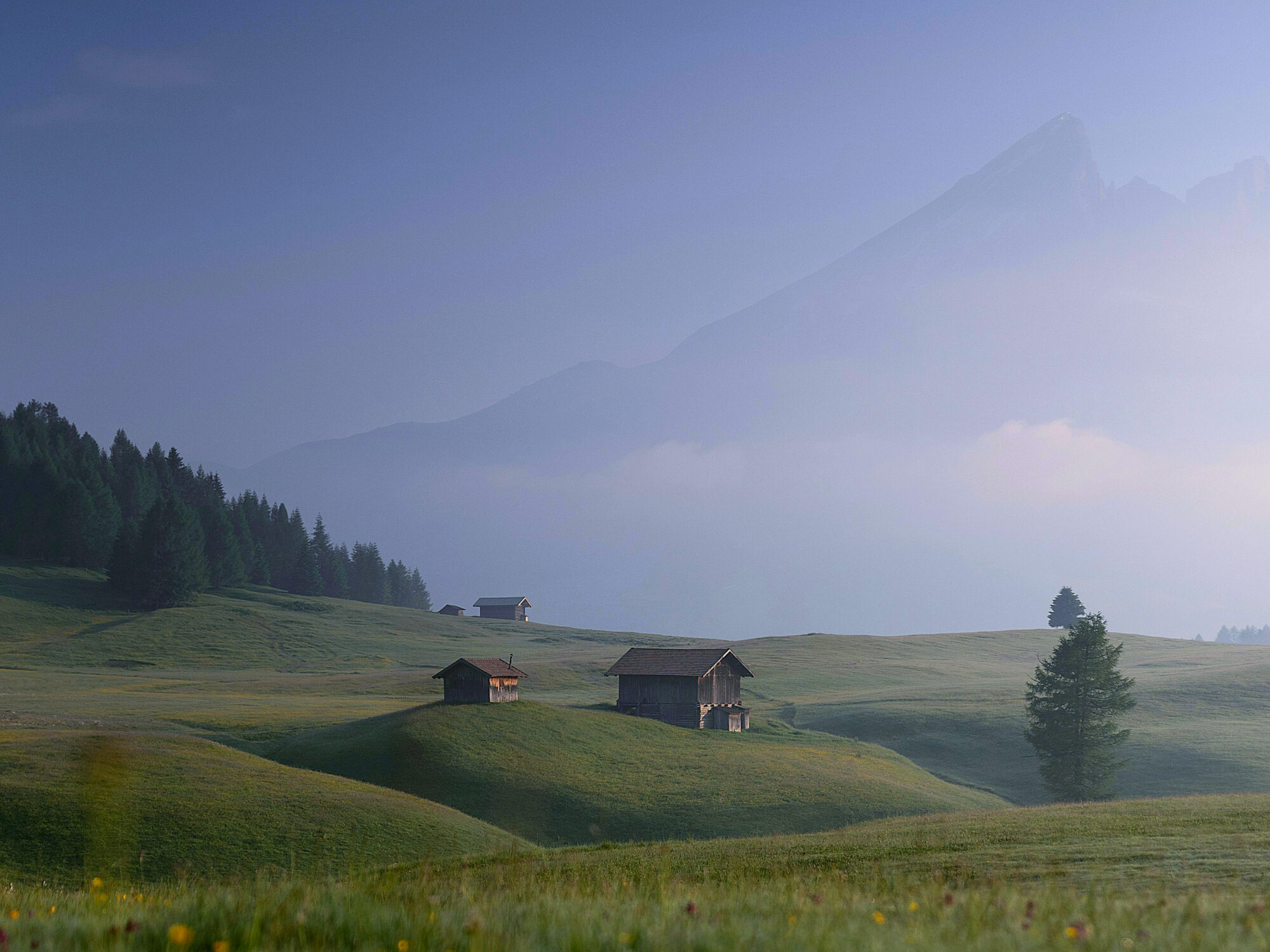 Neblige Alpenwiese im Morgenlicht mit Bergpanorama